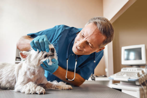 Best Emergency Dentist for Knocked-Out Tooth in Crossett, AR